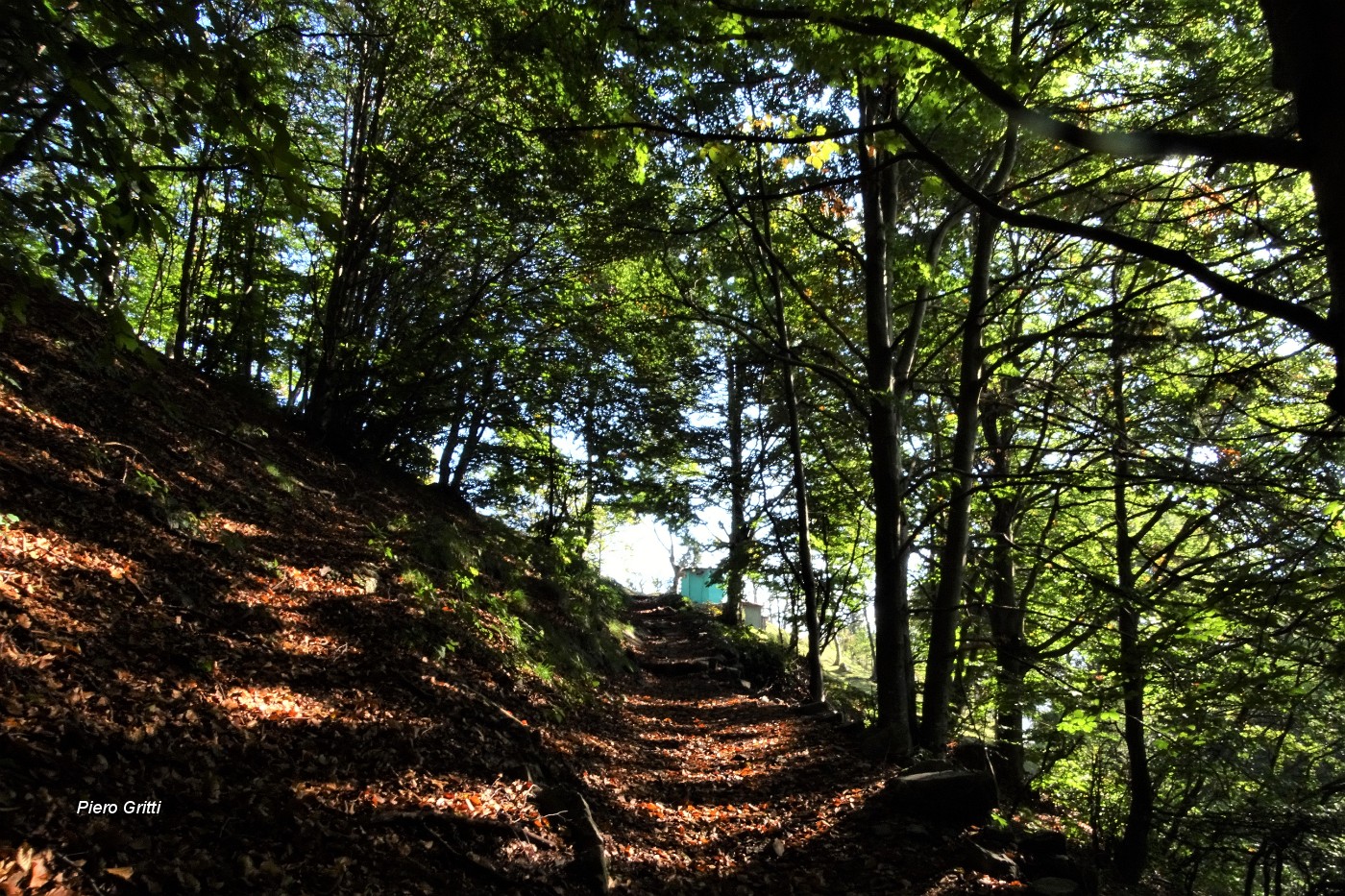 13 Bel sentiero il 153, si cammina all'ombra su tappeto di foglie in faggeta.JPG